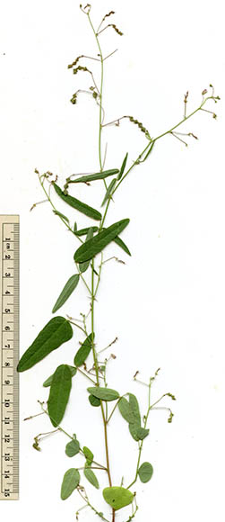  Desmodium procumbens